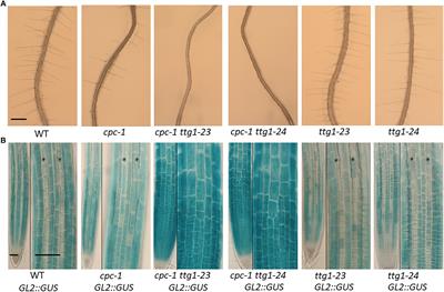 Novel TTG1 Mutants Modify Root-Hair Pattern Formation in Arabidopsis